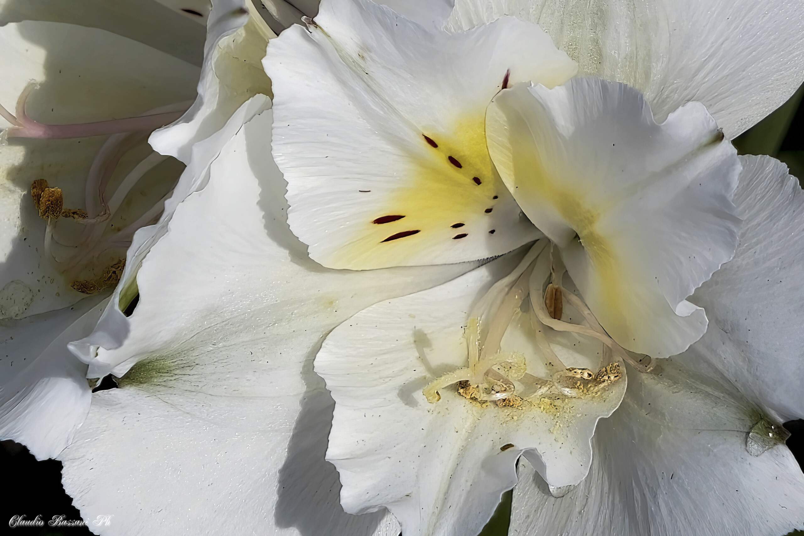 Alstroemeria