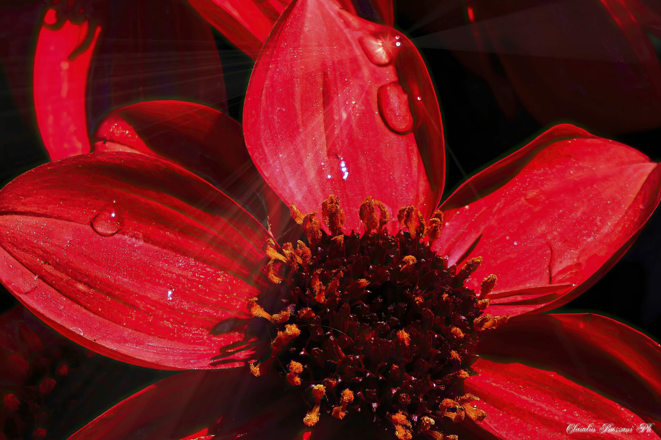 Dahlia
