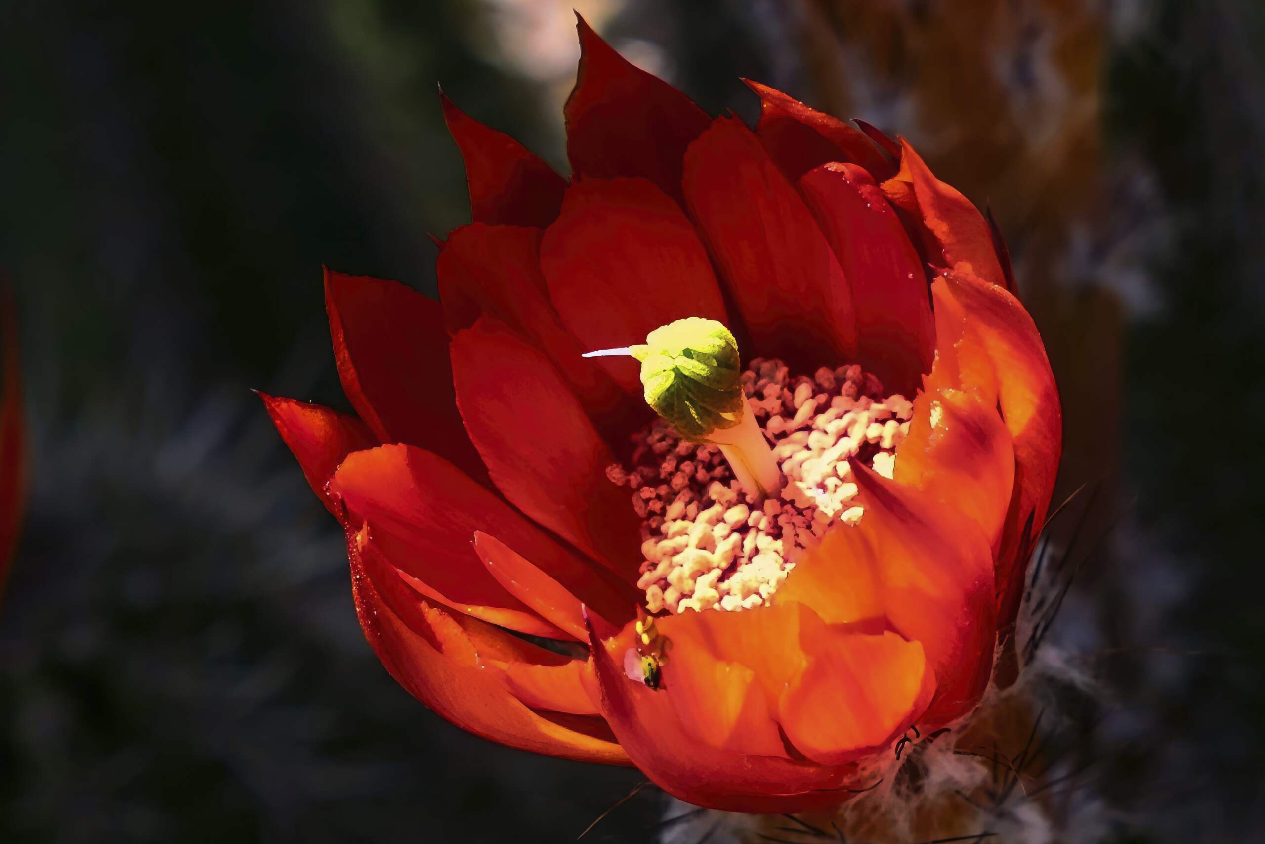 Fiore di cactus