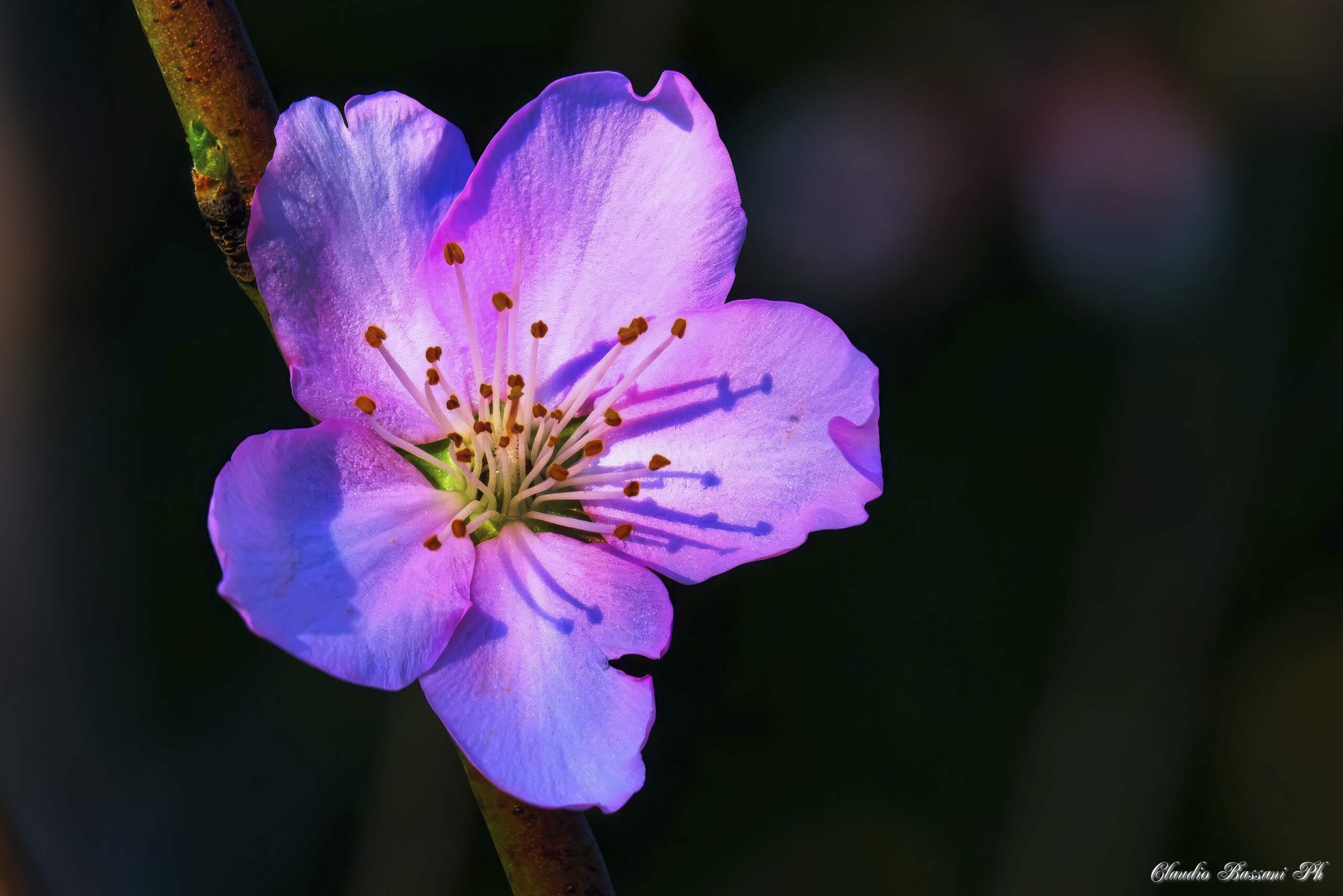 Ciliegio in fiore