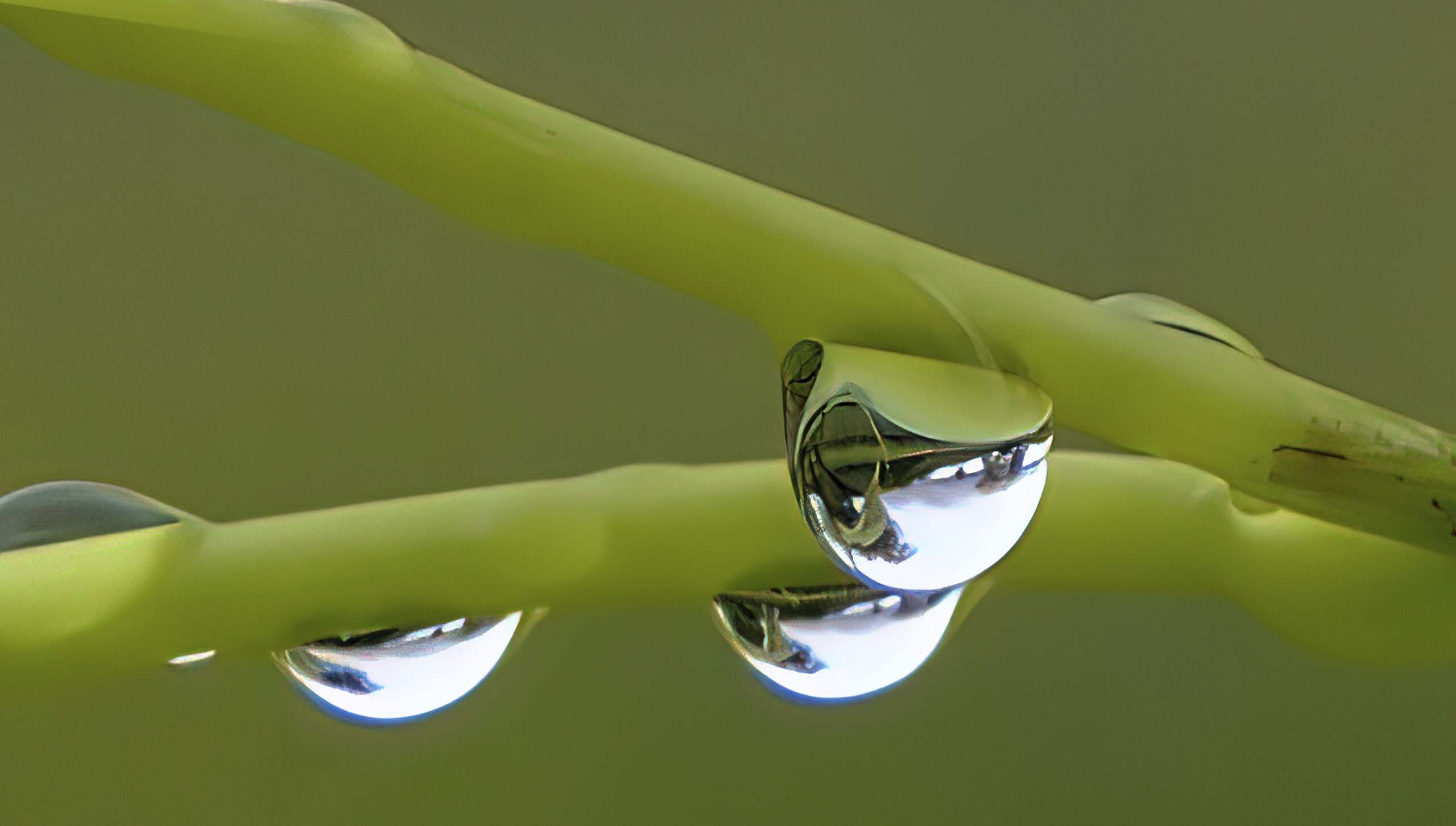 Goccia d'acqua su una vite dopo la pioggia