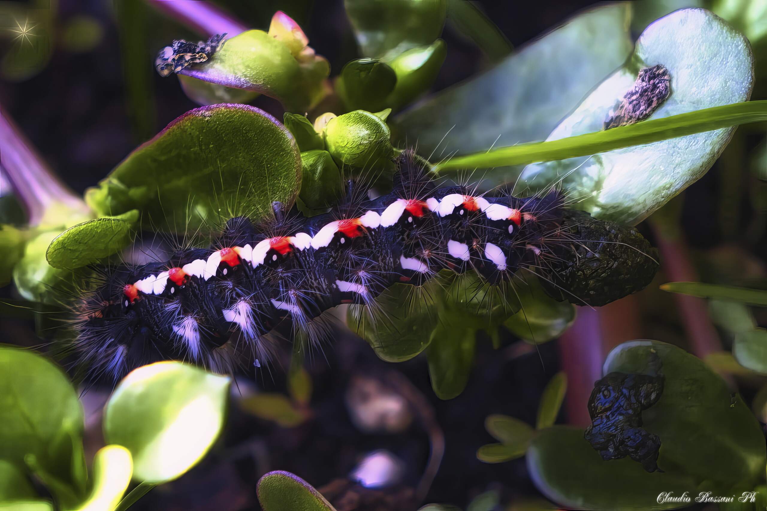 Acronicta rumicis
