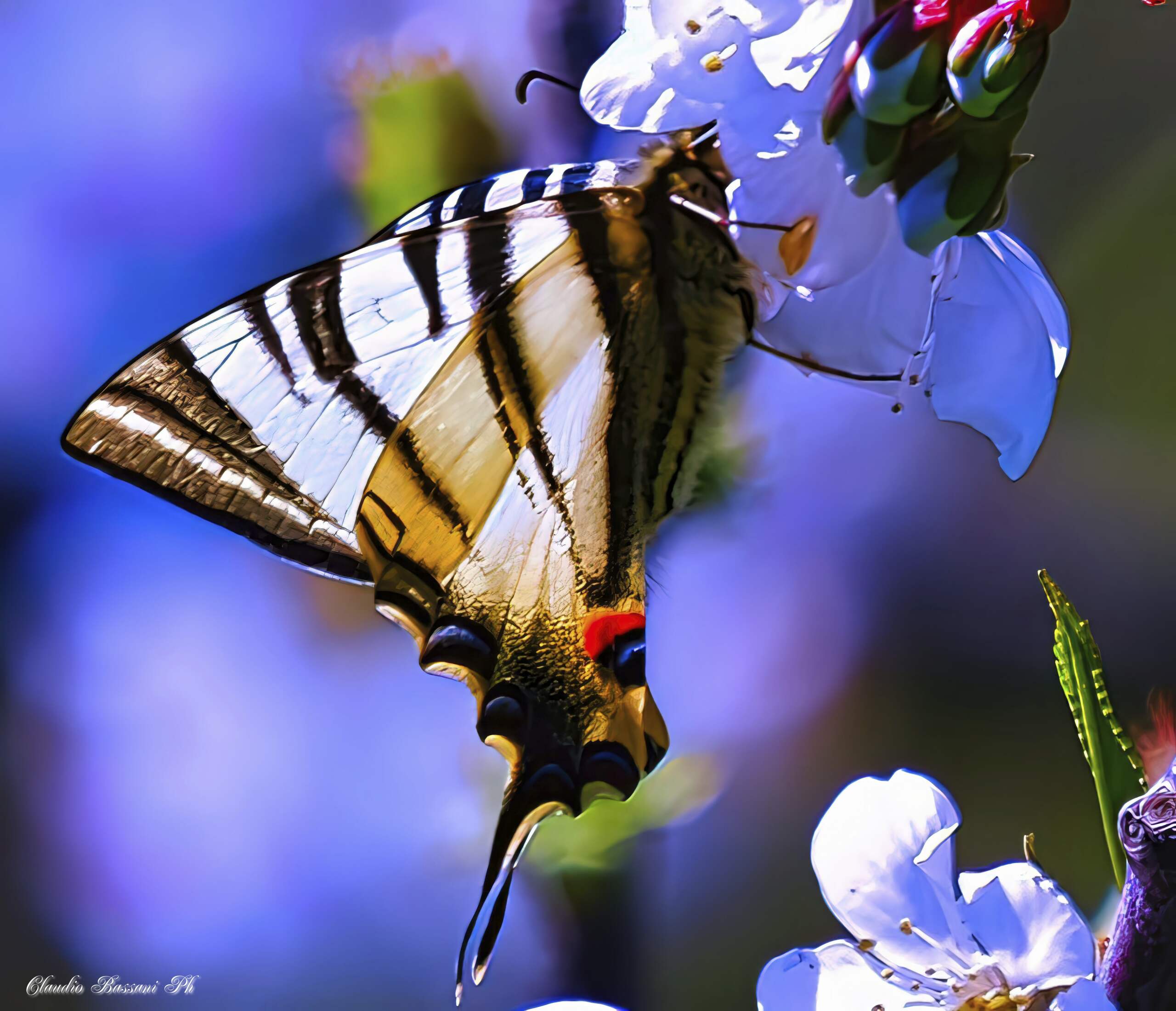 Iphiclides podalirius