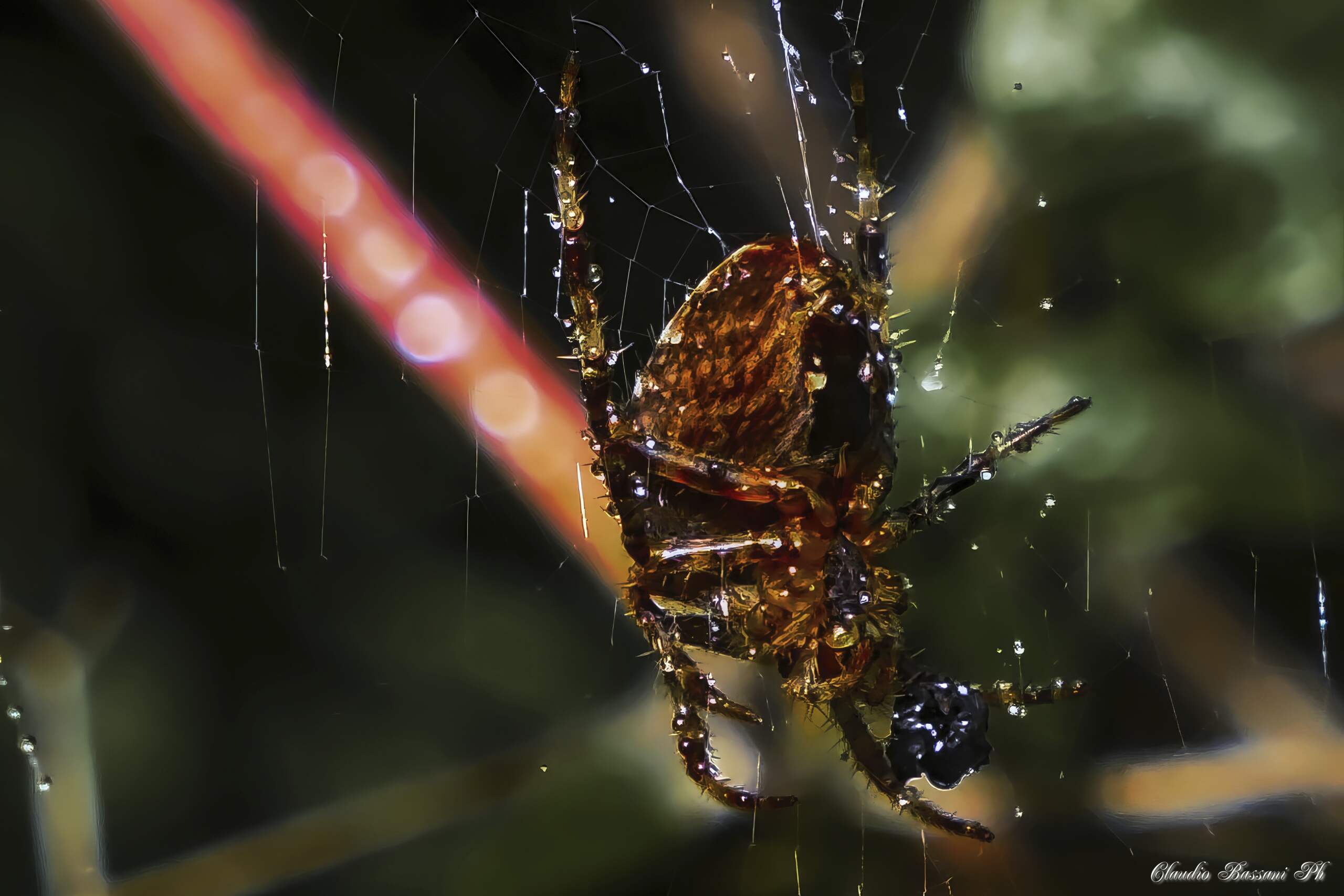 Neoscona crucifera