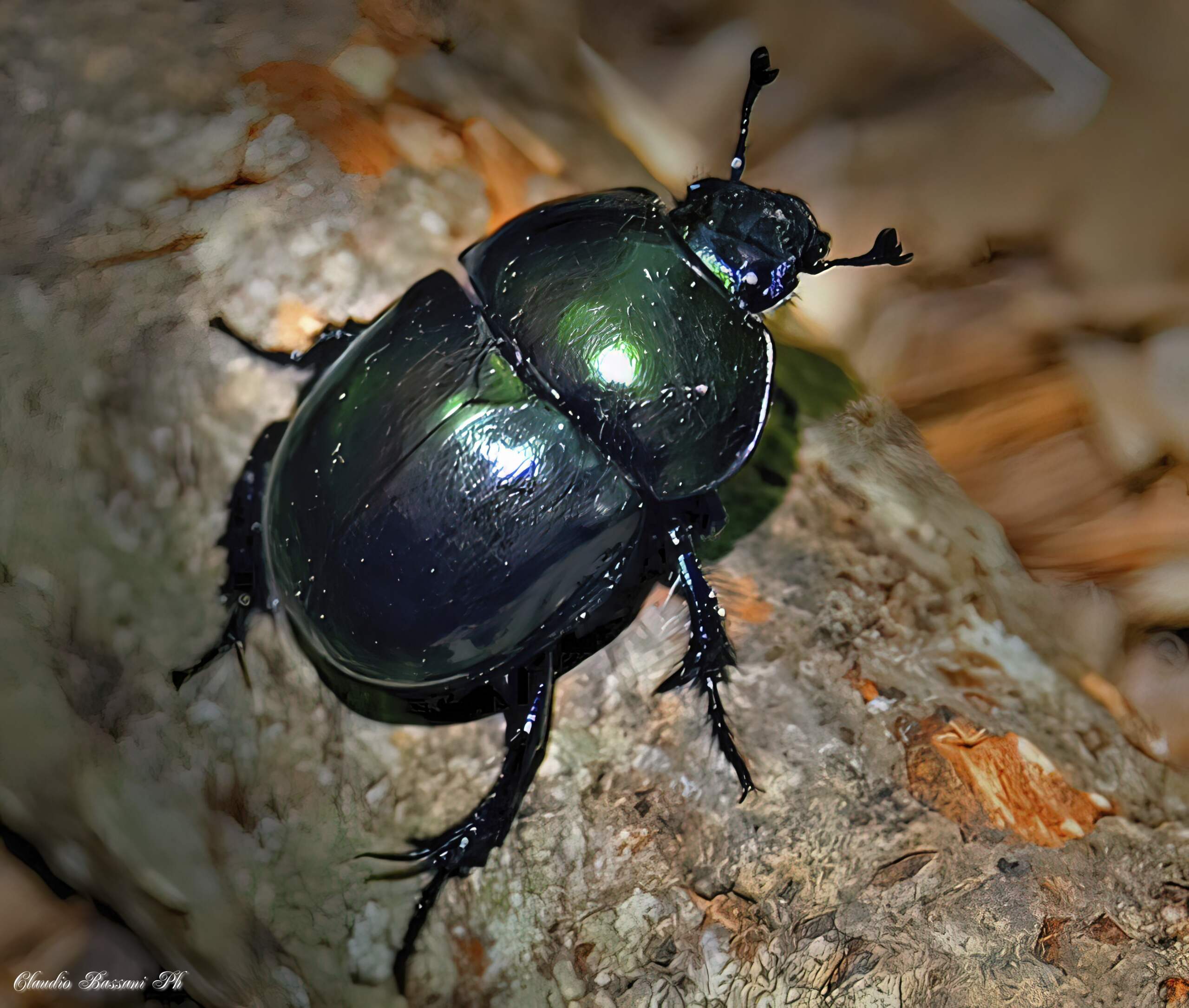 Scarabeo