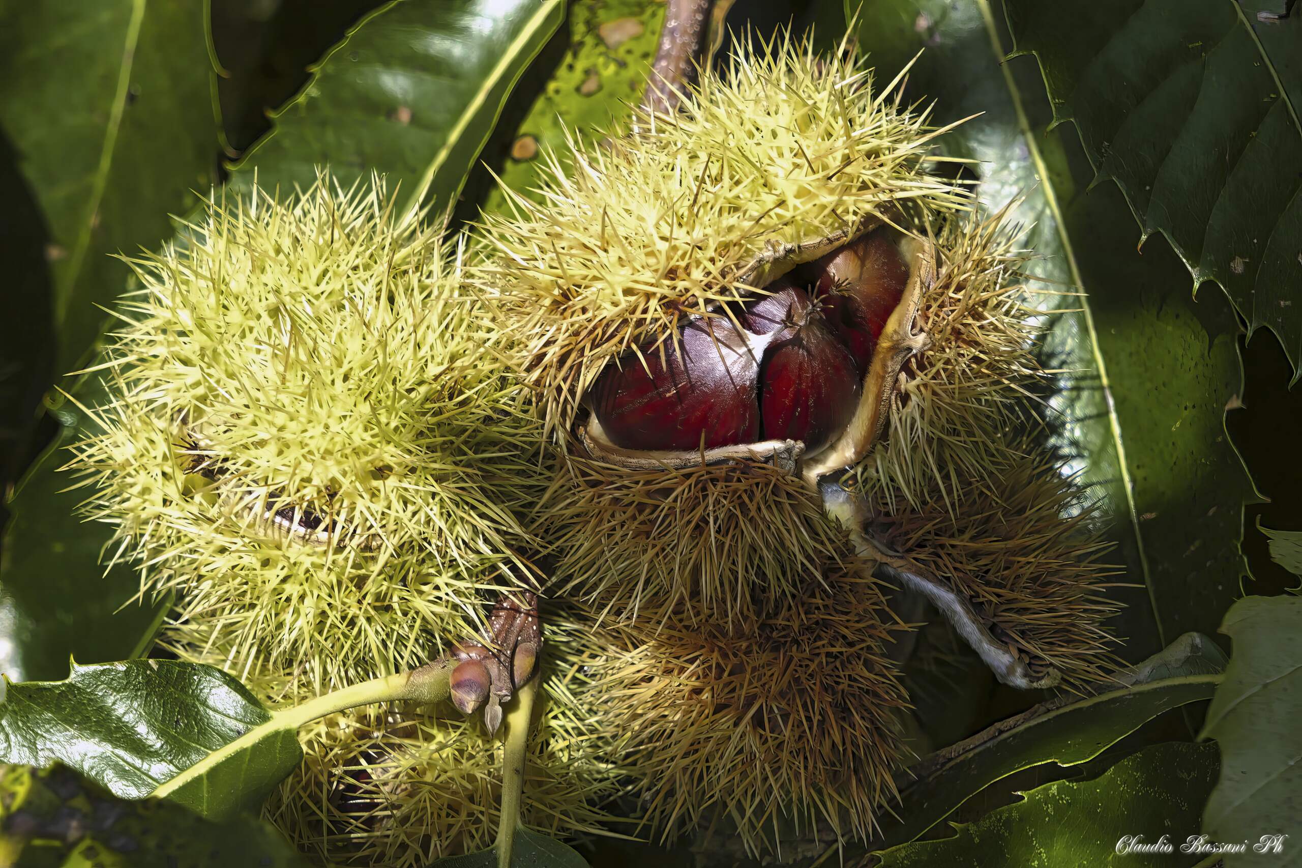 Castagne