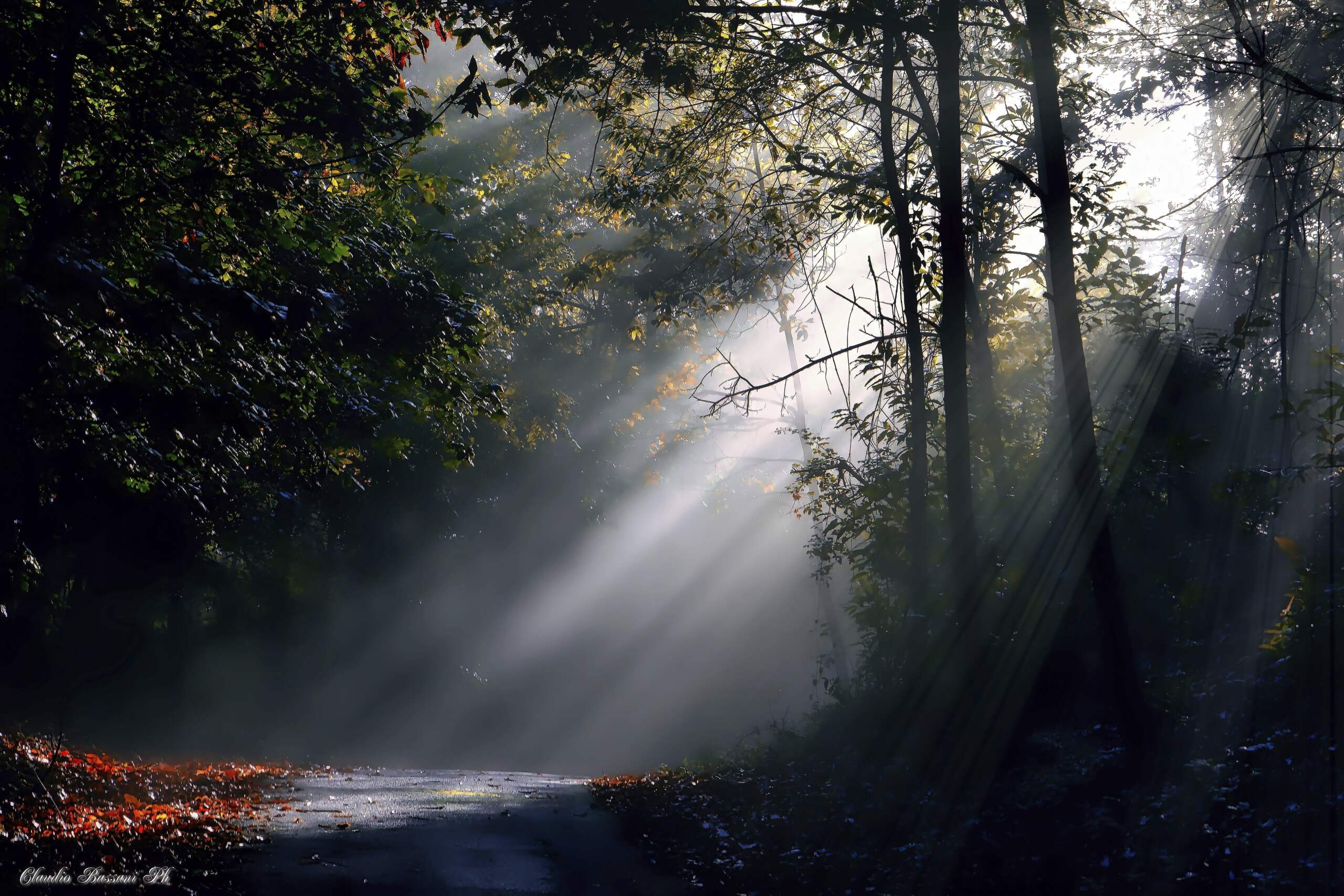 Luce tra gli alberi