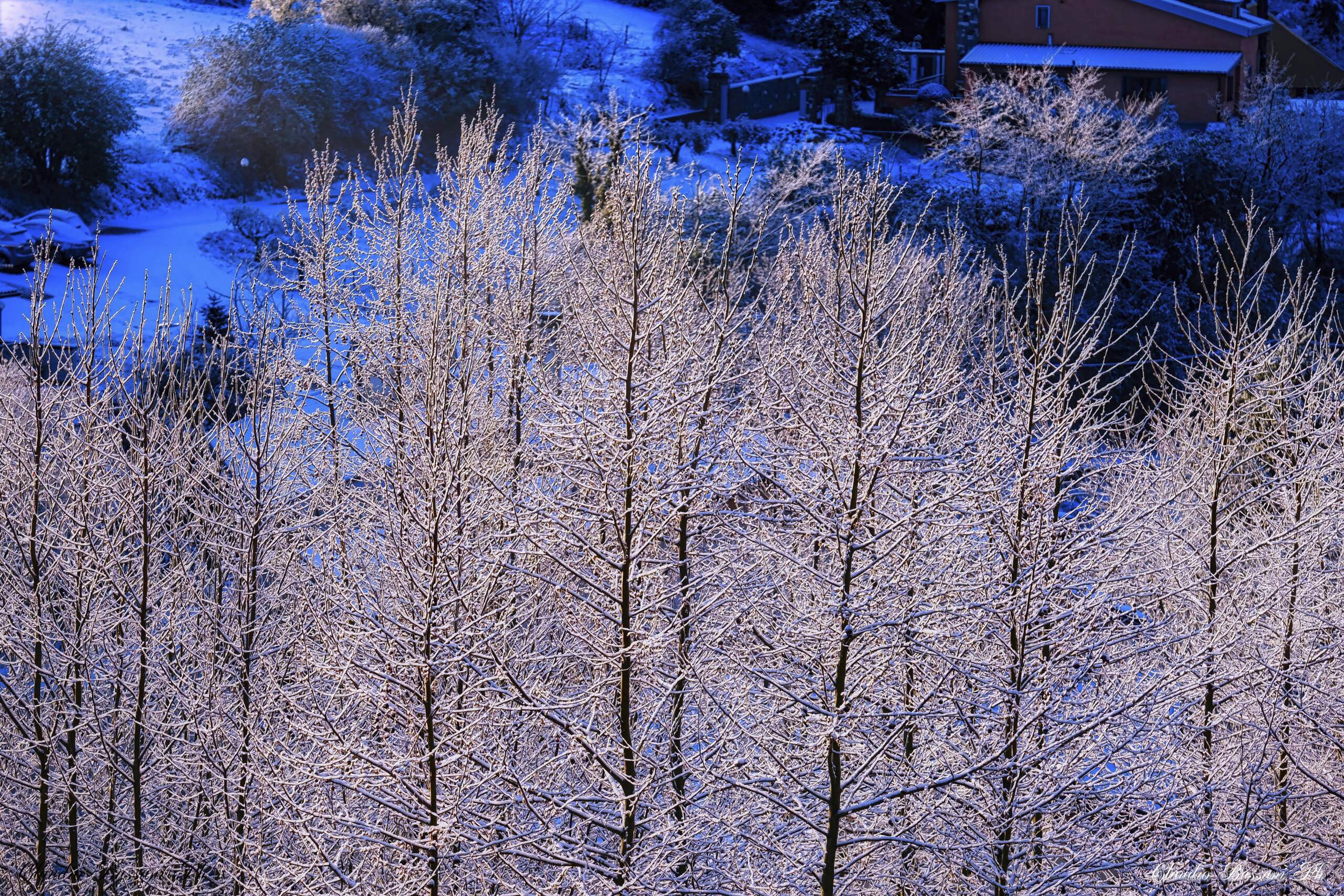 Neve tra i rami