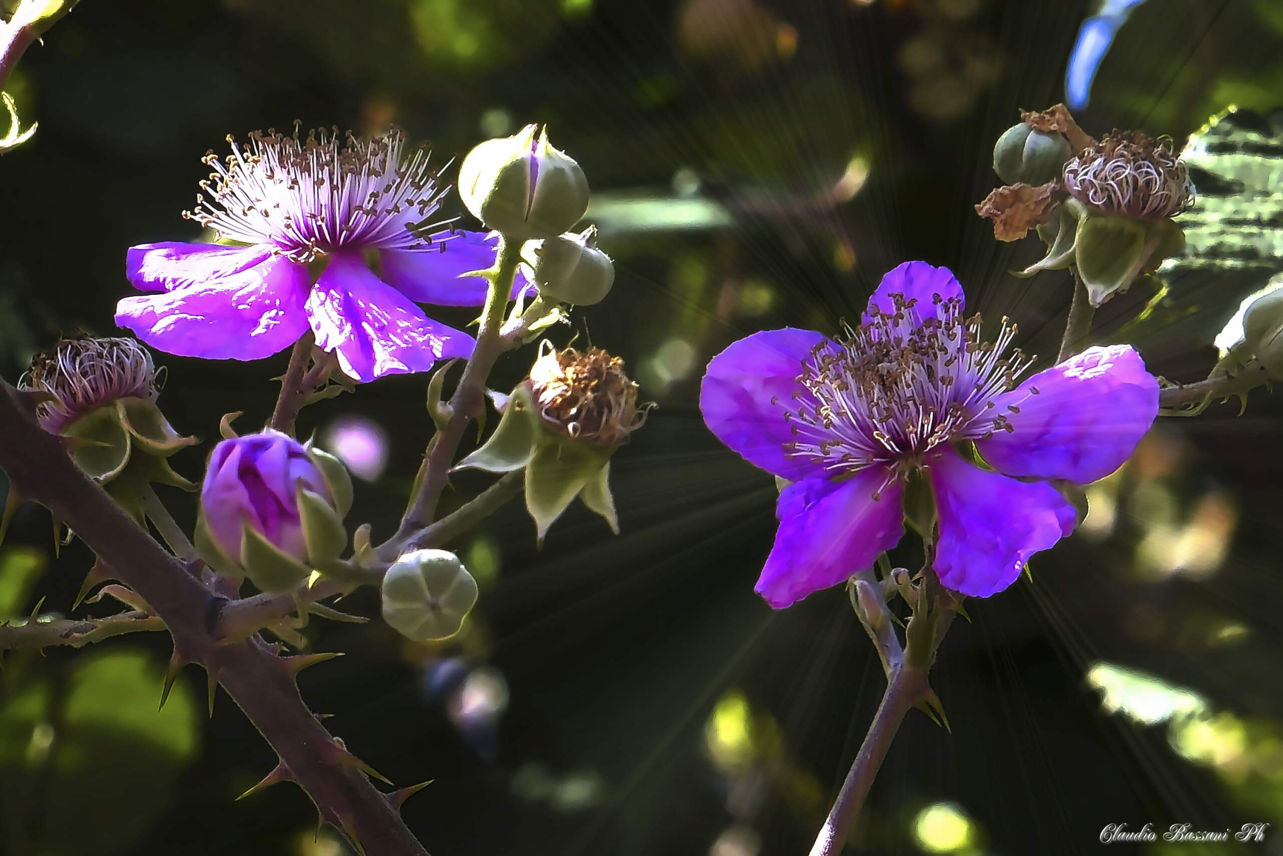  Rubus