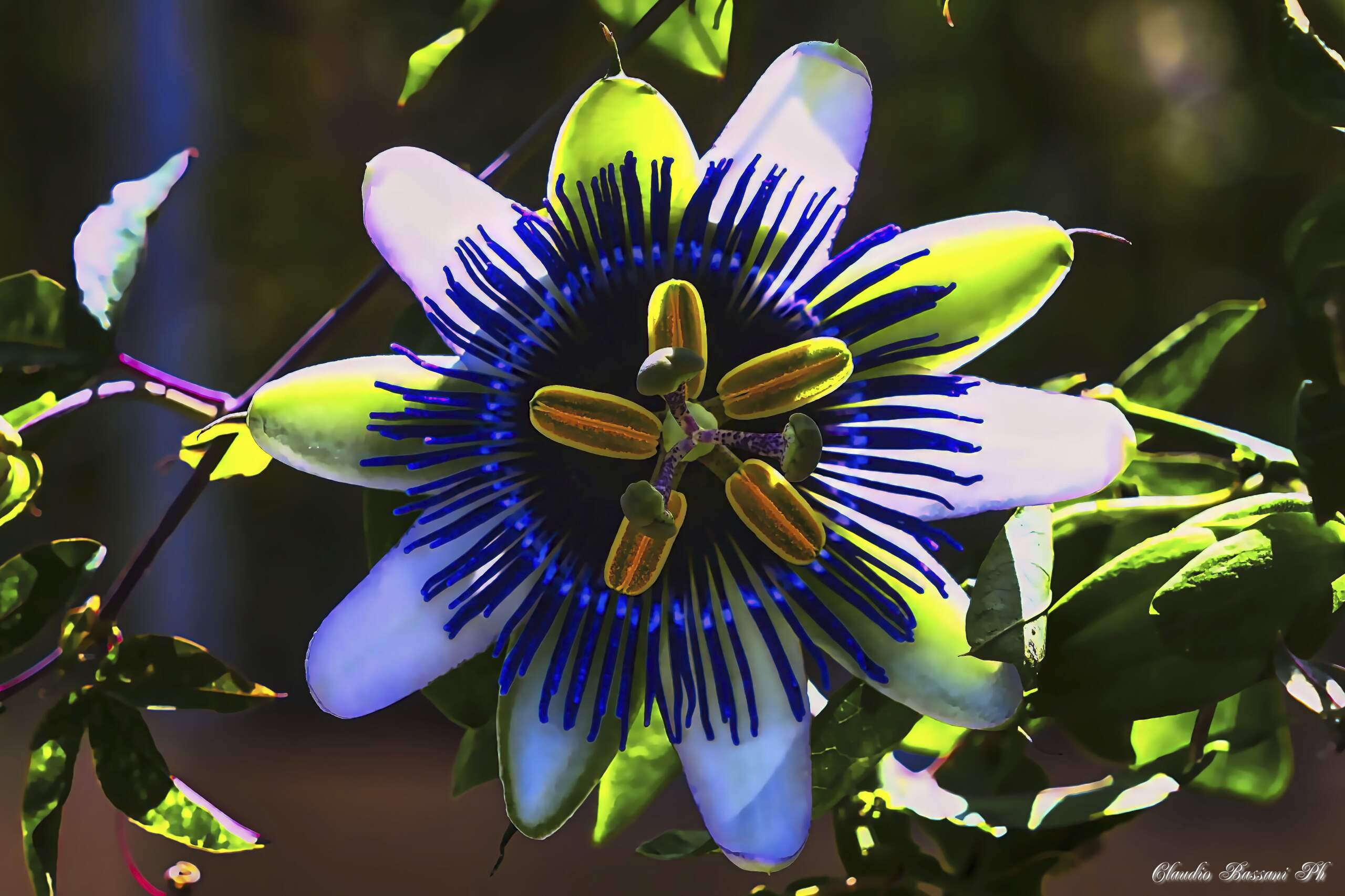  Passiflora