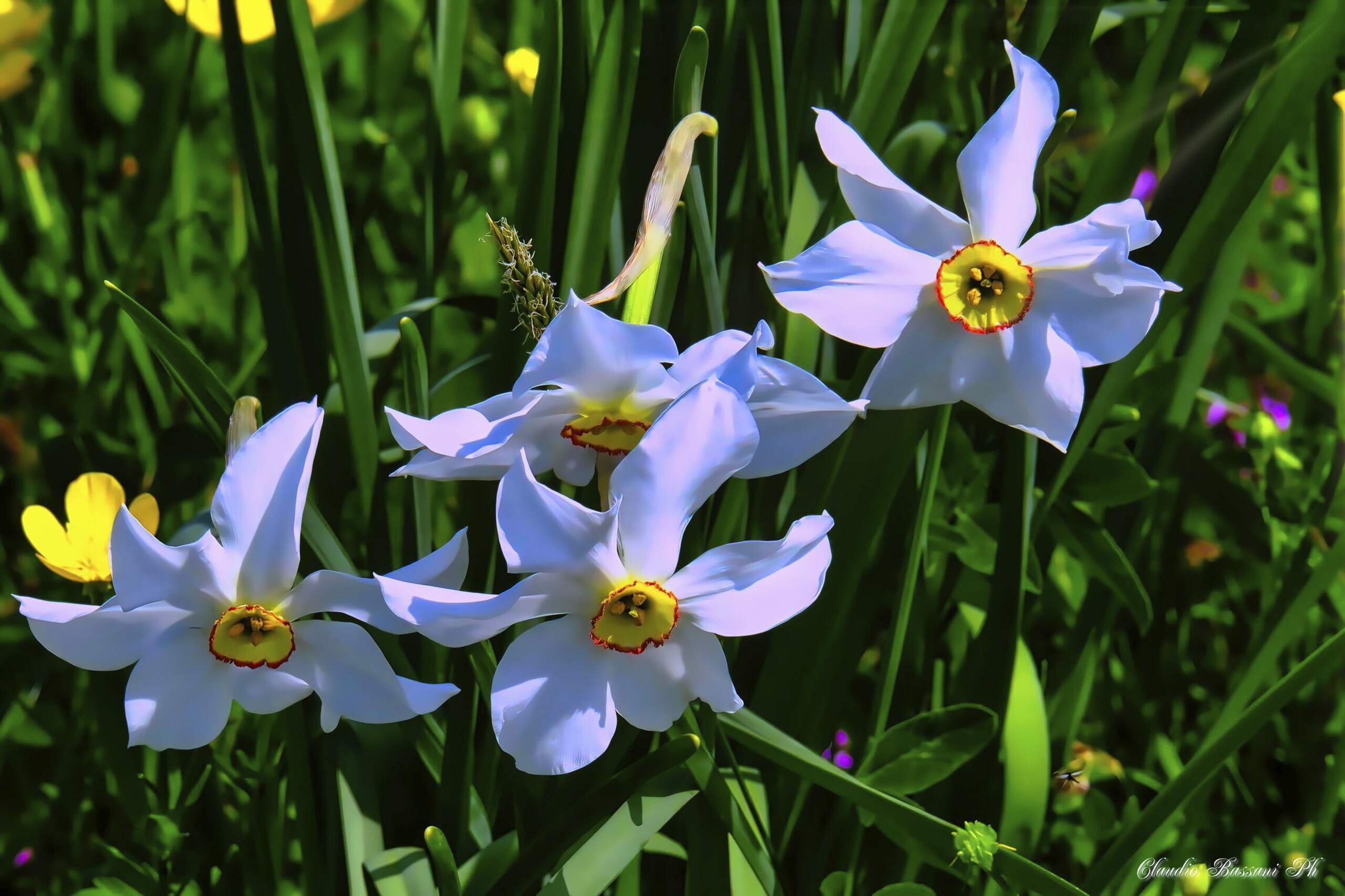  Narcisi