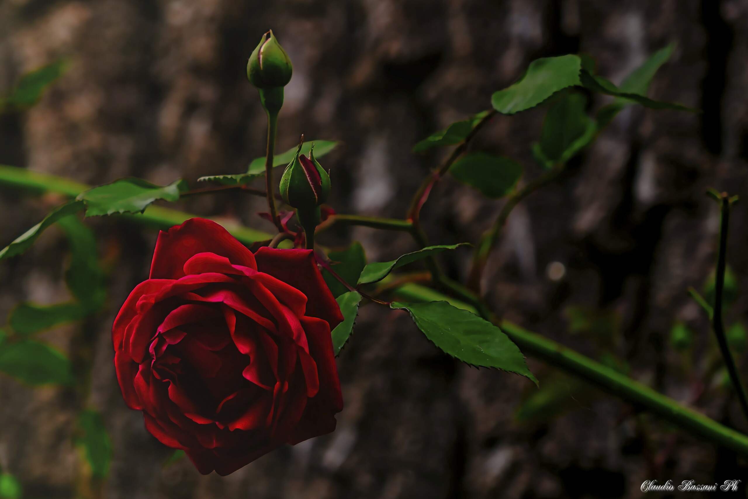  Rosa Rossa