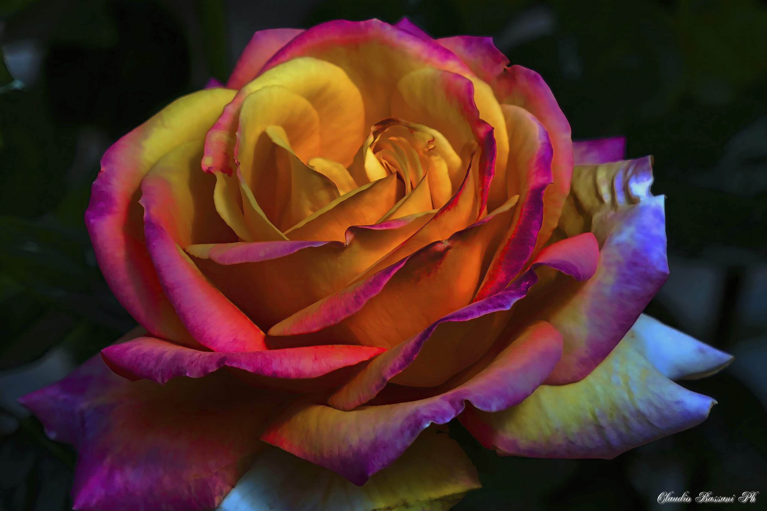  Rosa