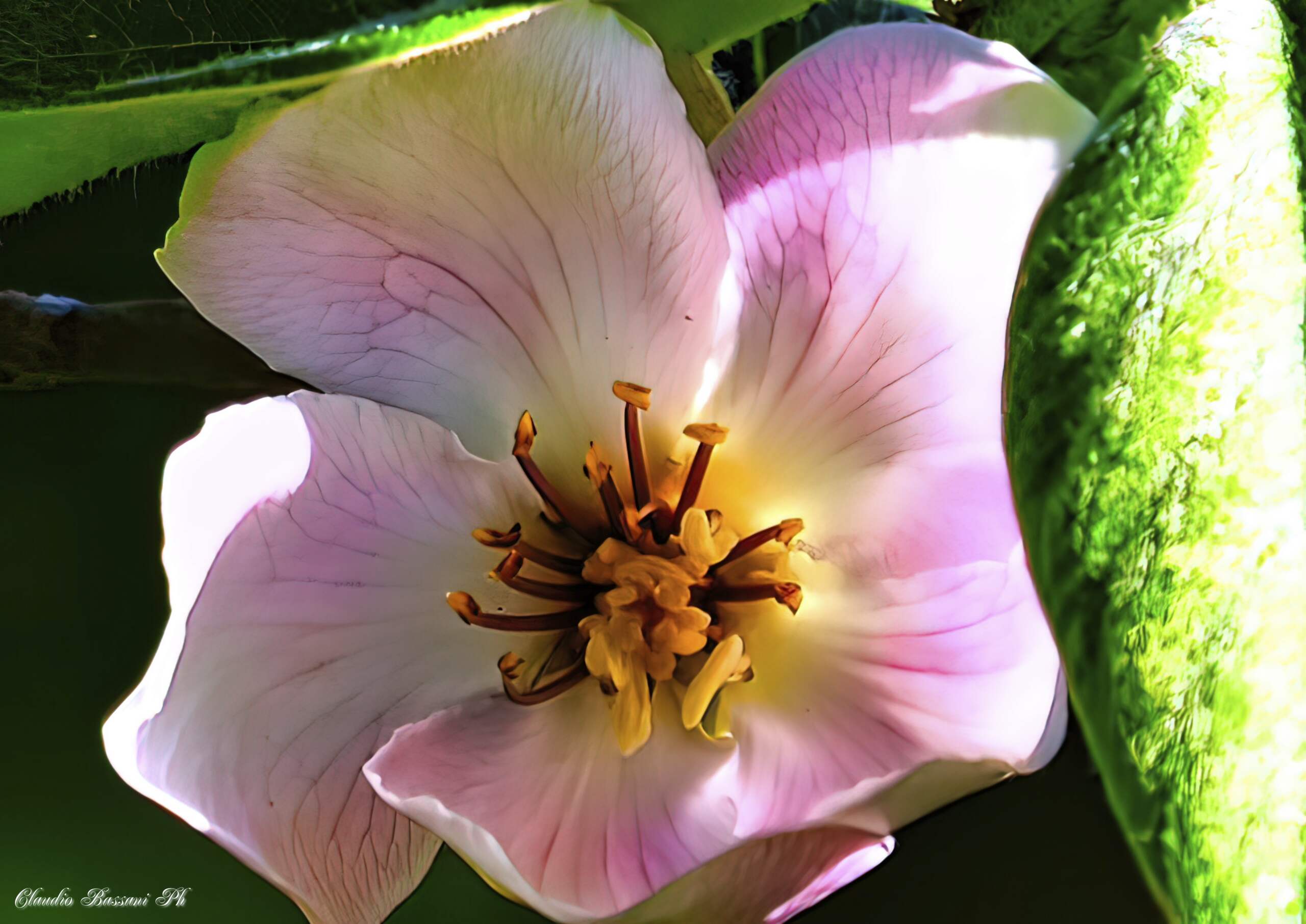  Rosa canina