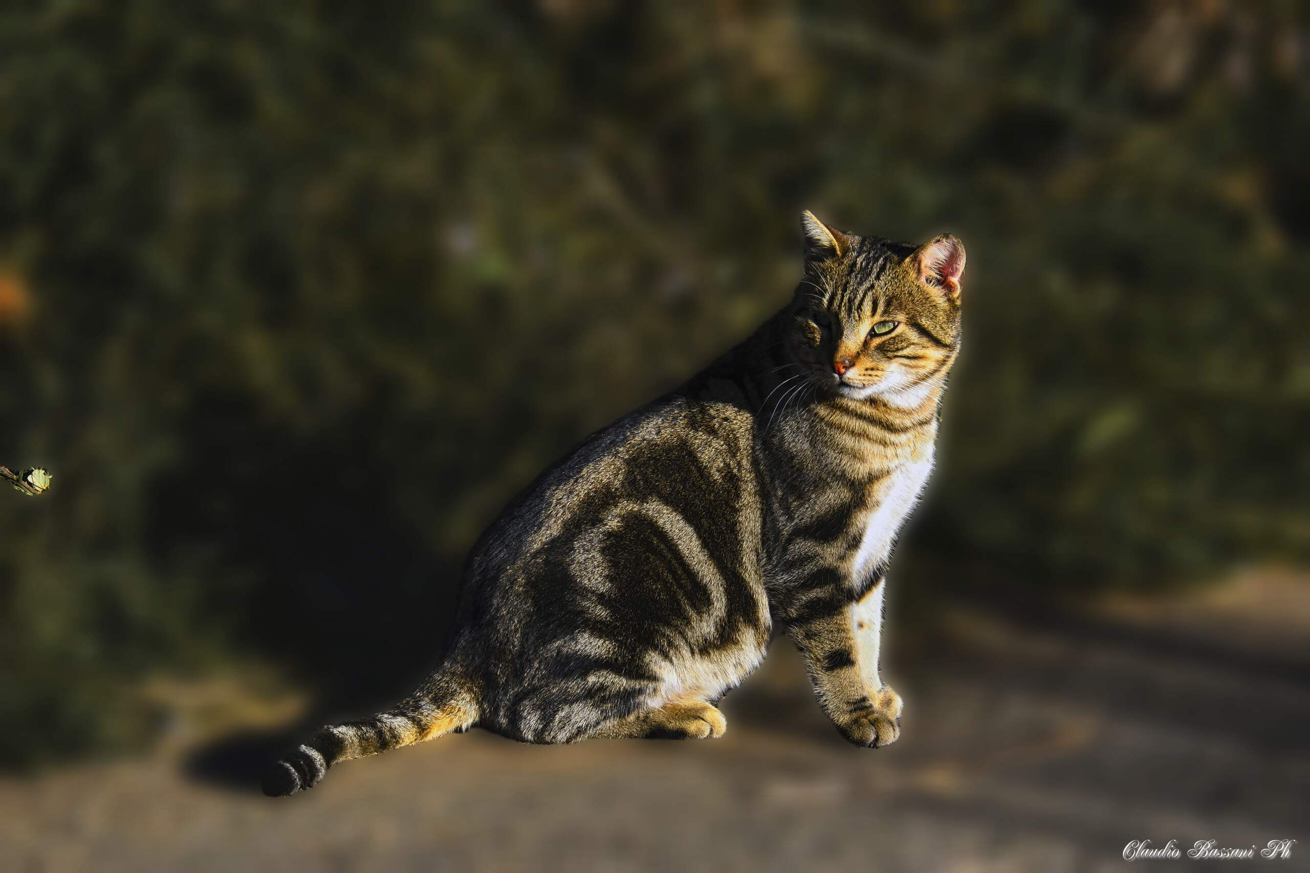 Eleganza