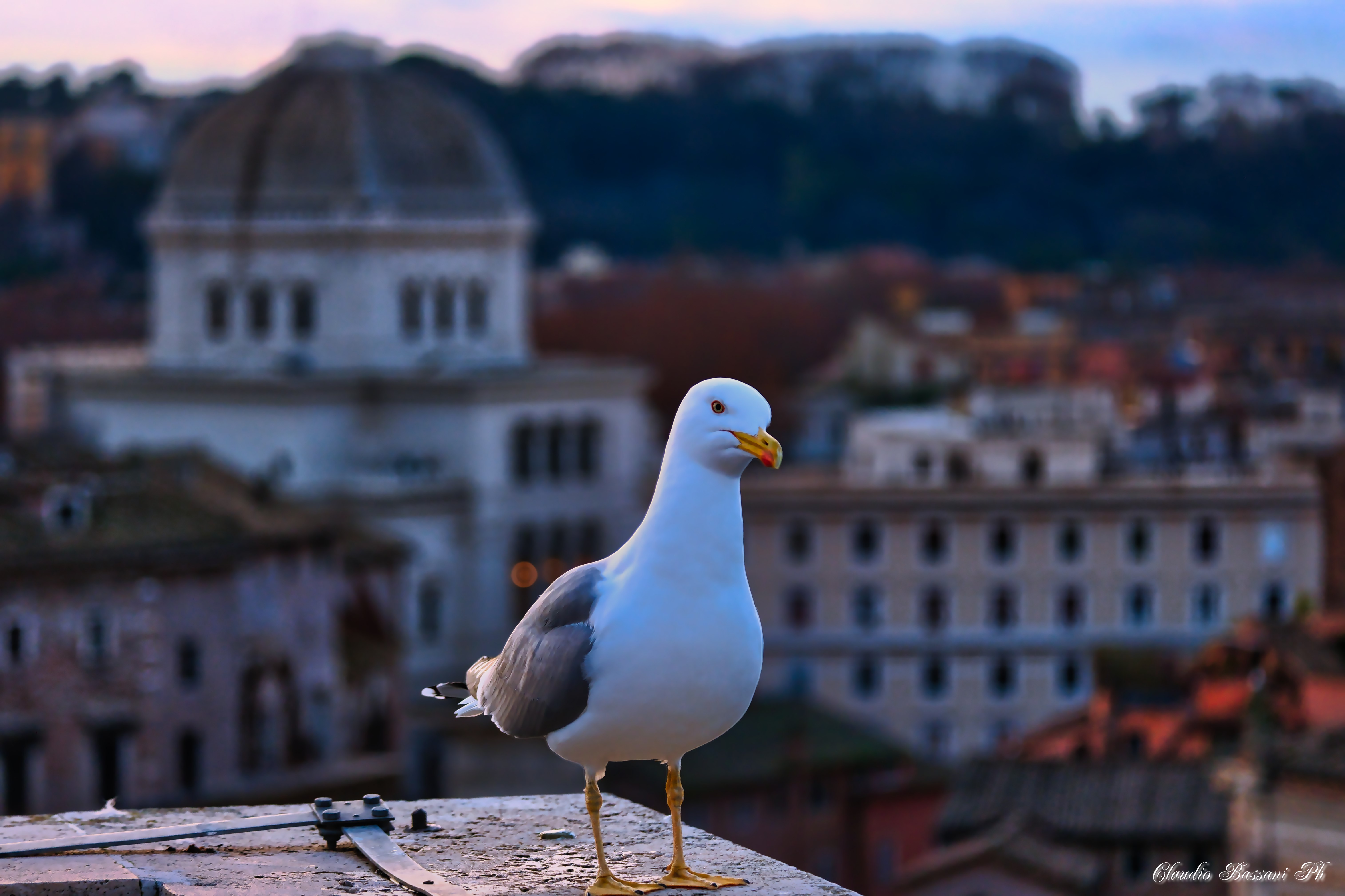 Guardiani