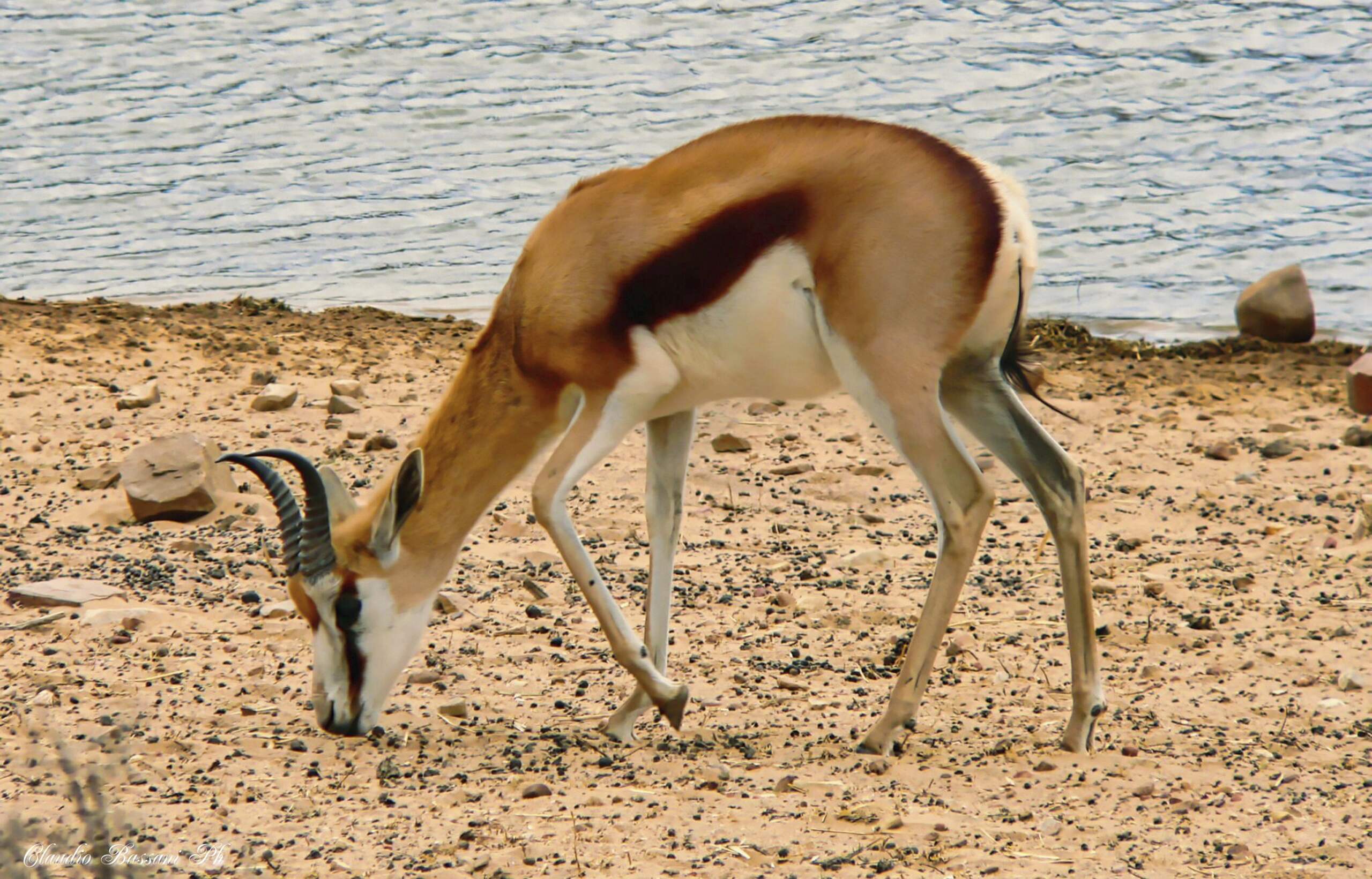 Antilope, il simbolo del South Africa  