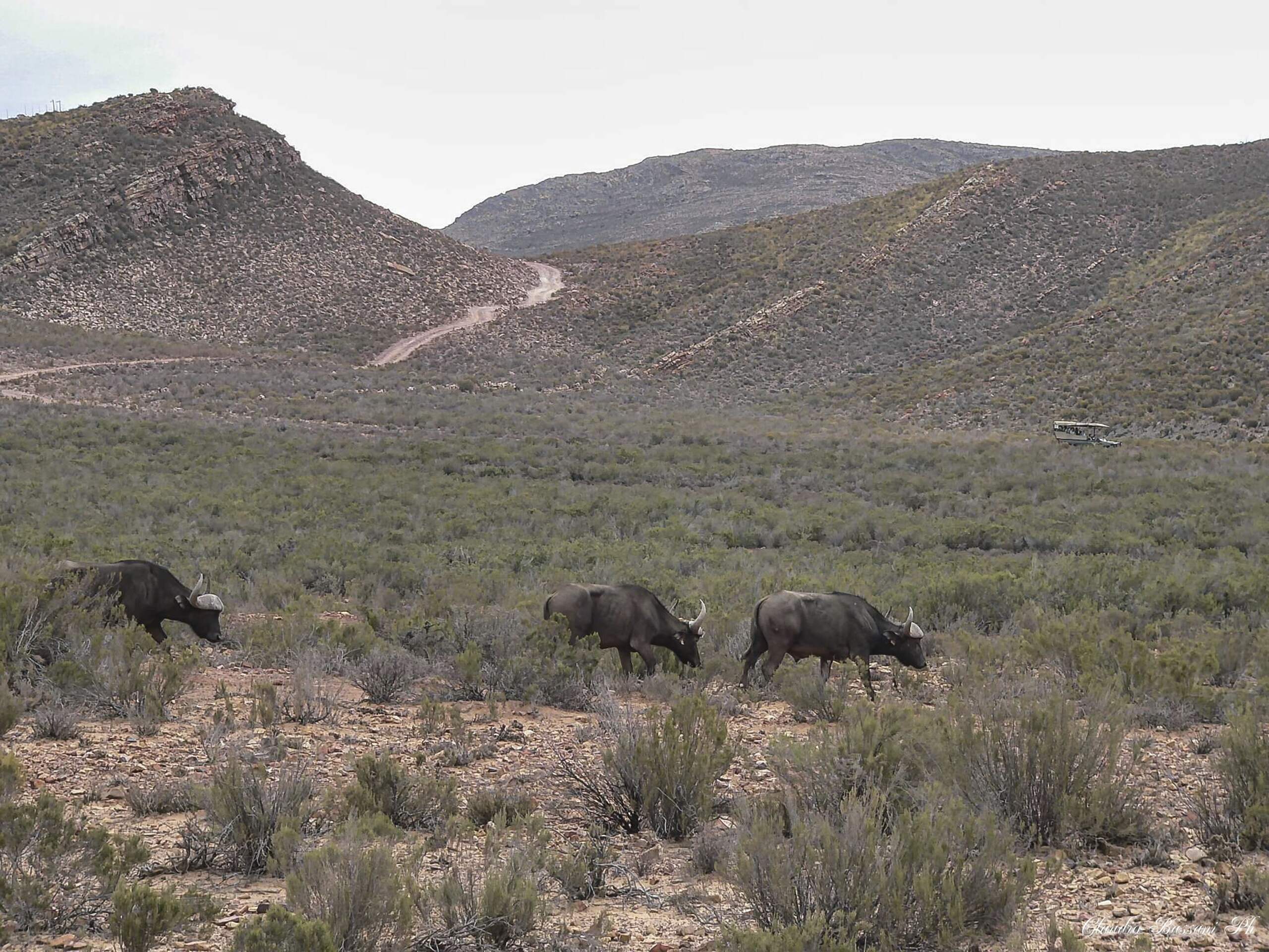Bufalo africano