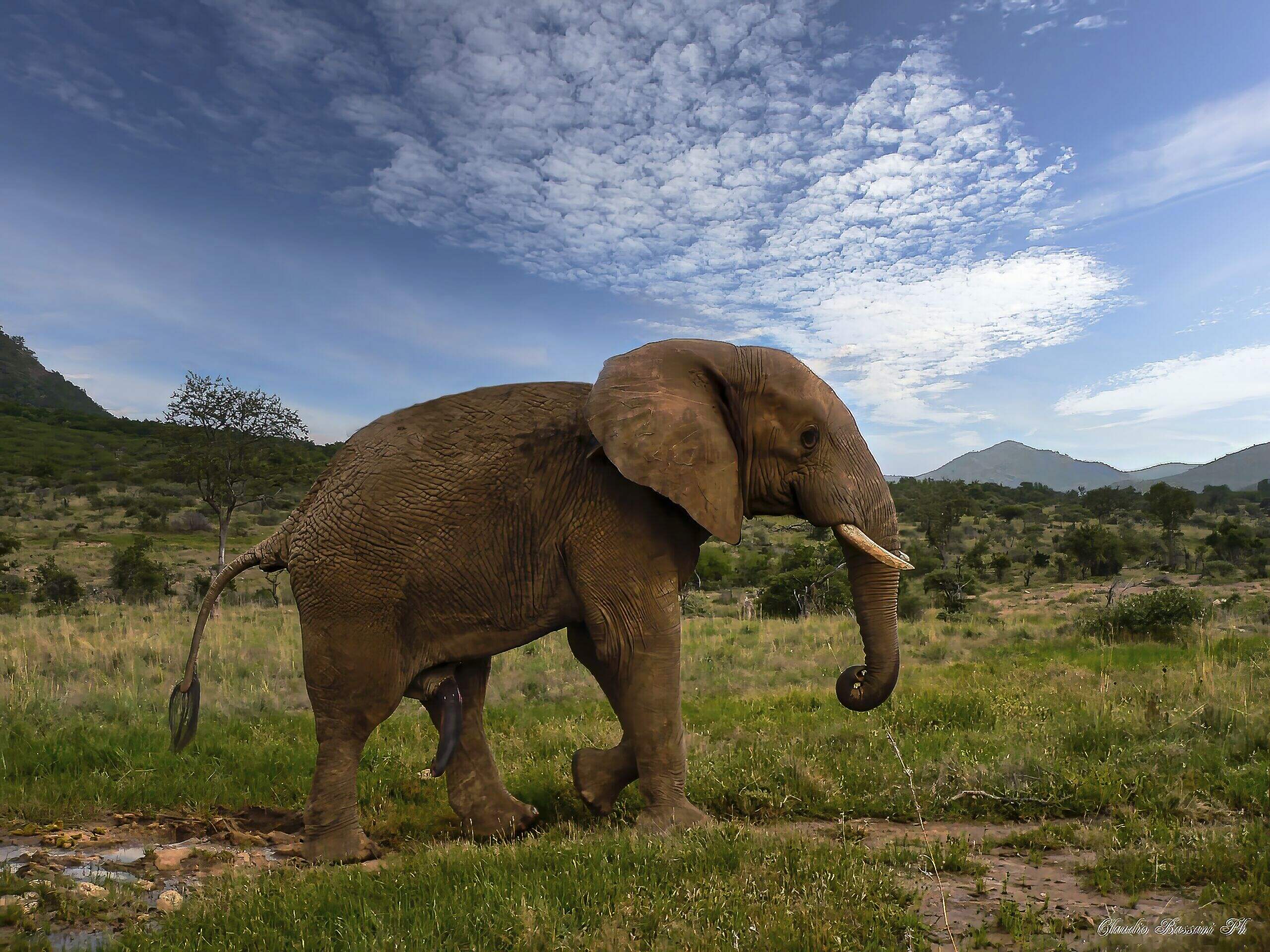 Elefante Africano