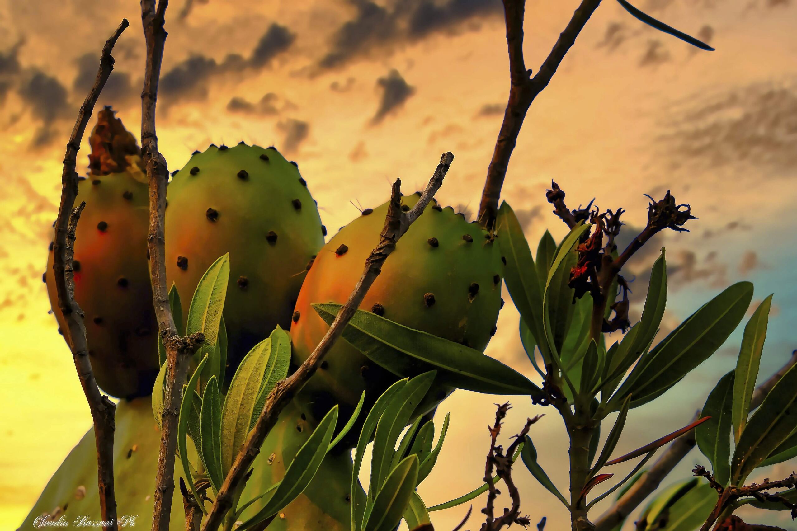 Fichi d'India
