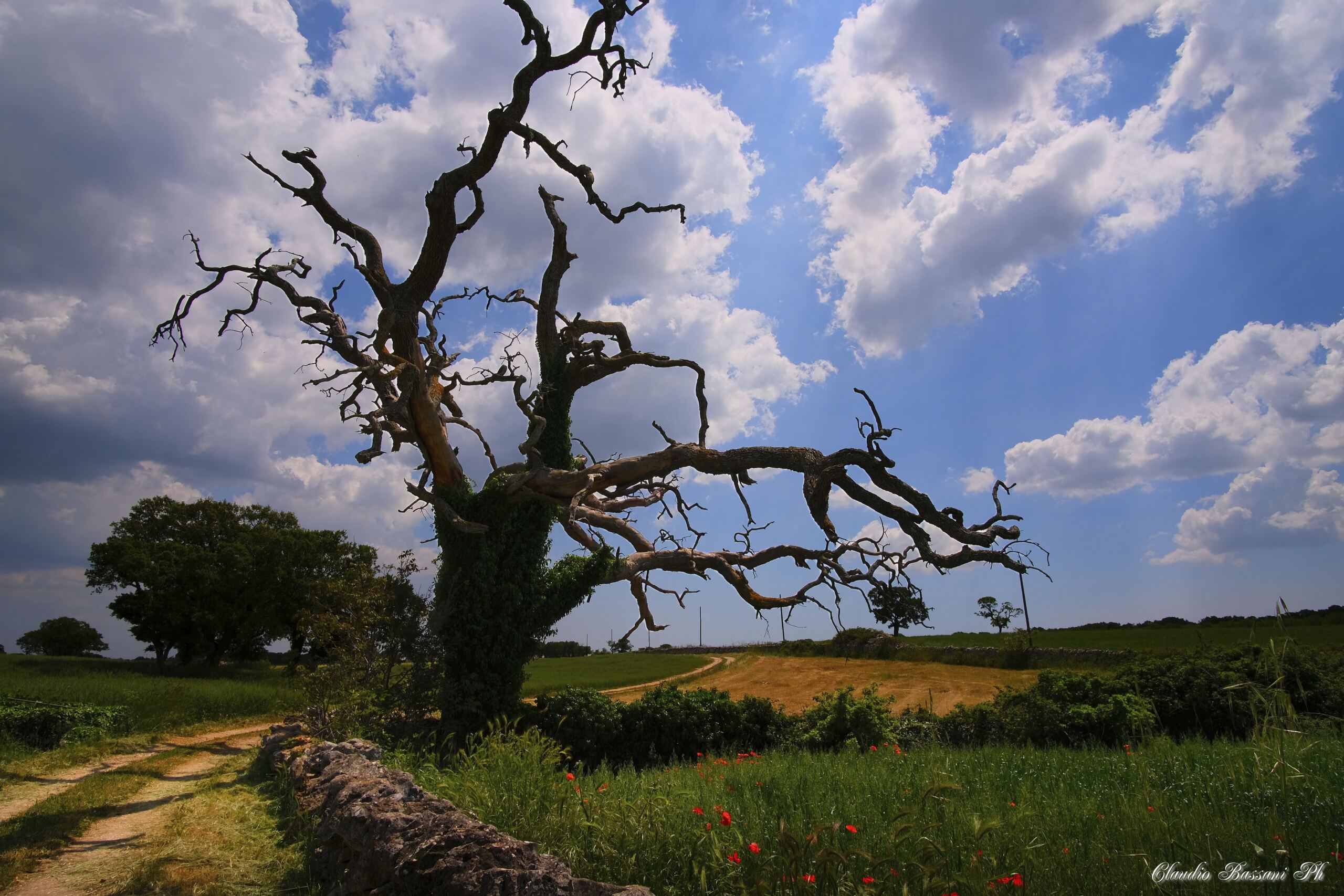 La Quercia