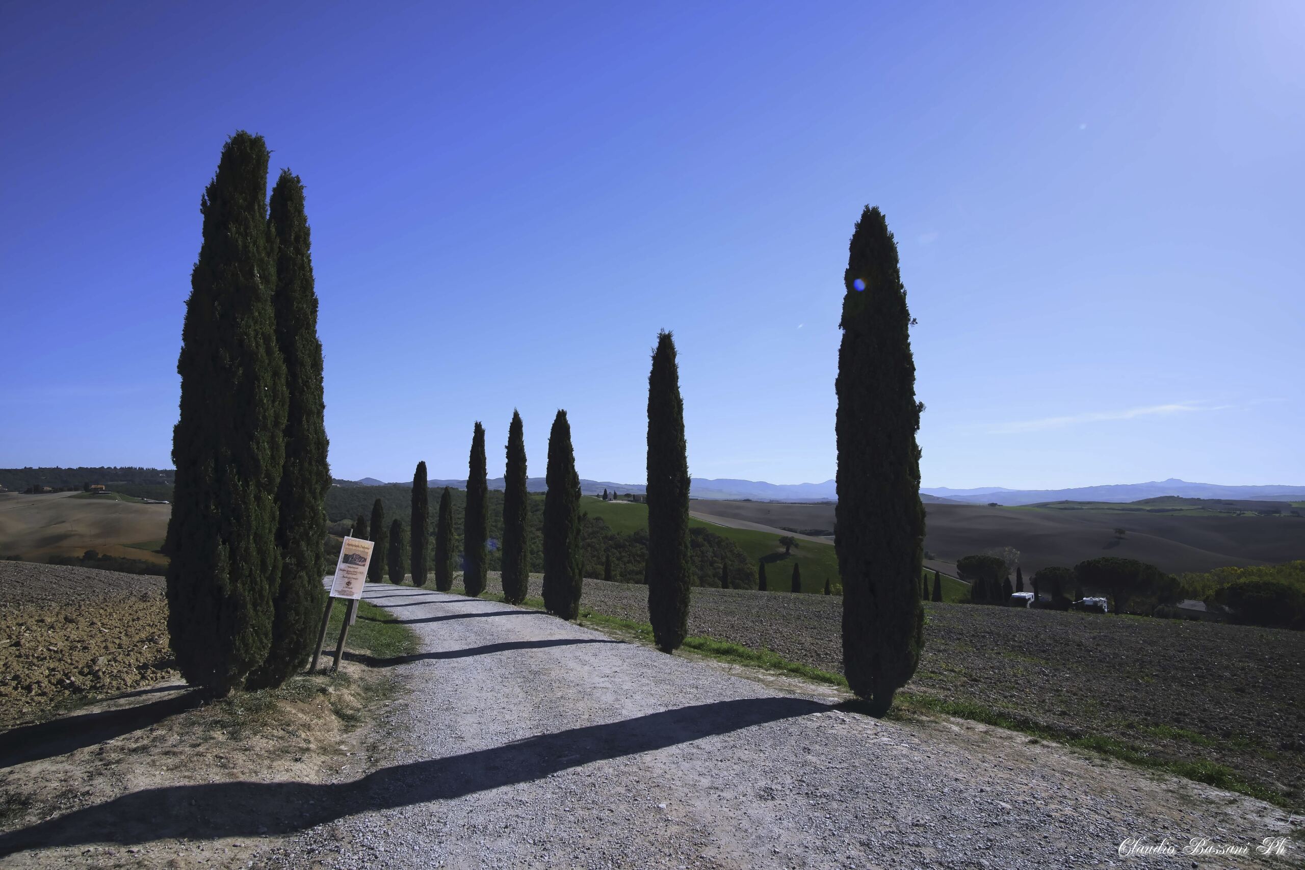Cipressi